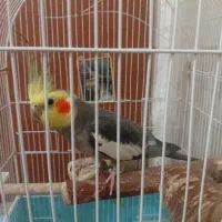 یک جفت عروس هلندی مولد به شرط تخم با قفس