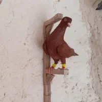 کبوتر