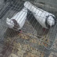 کبوتر|پرنده|بهبهان, |دیوار