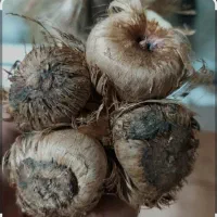 پیاز زعفران