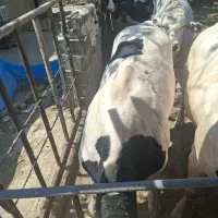 ۷ راس گوساله هلشتاین چاق