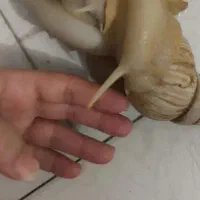 حلزون|خزنده|قم, نوقطار|دیوار