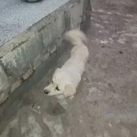 سگ اشپیتز و پاپی و خودمونی|سگ|نی‌ریز, |دیوار