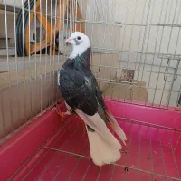 کبوتر شازده سبز ماده و مفلق خال هما