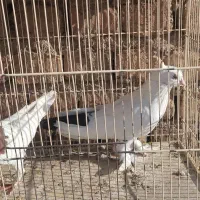 کبوتر|پرنده|قم, آزادگان|دیوار