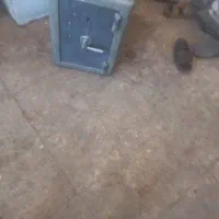 گاوصندوق