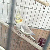 عروس هلندی نر و ماده|پرنده|خرمآباد, |دیوار