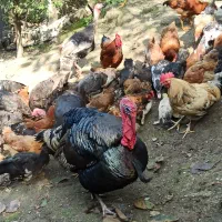 بوقلمون نر و ماده