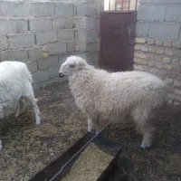 بره چاق خوش هیکل