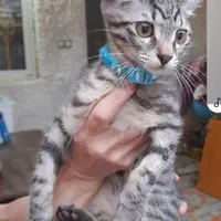 واگزاری گربه بومی پسر|گربه|رشت, معلم|دیوار