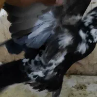 نرسوسکی بزک