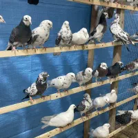 کبوتر کفتر پرشی درجه یک به شرط|پرنده|آمل, |دیوار