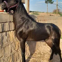 کره نریون