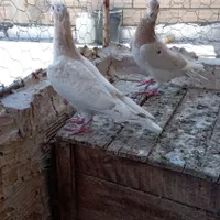 پرنده|پرنده|تاکستان, |دیوار