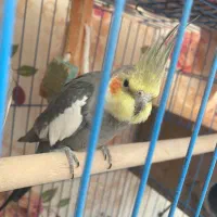 عروس هلندی/پرنده