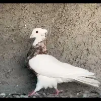 طوقی آجری|پرنده|برازجان, |دیوار