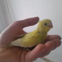 جفت مرغ عشق مولدهمراهباجوجه وجفت عروس لوتینوباتخم