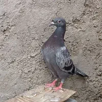 مجسمه|مجسمه، تندیس، ماکت|زابل, |دیوار