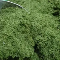 فروش انواع سبزیجات خشک طبس
