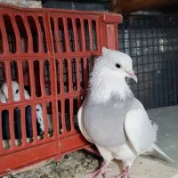 کفتر طوقی صحرایی یا کاقطی