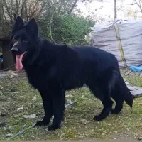 سگ ژرمن شولاین بلک