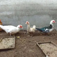 اردک سفید اسرائیلی نر ومده|حیوانات مزرعه|جویبار, |دیوار