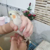 فروش عروس هلندی و یک جفت فنچ