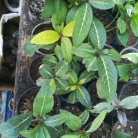 گل اپارتمانی مقاوم|گل و گیاه طبیعی|فسا, |دیوار