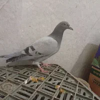 4تا جوجه نر پرشی|پرنده|مشهد, کارمندان دوم|دیوار