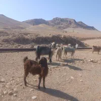 سابرین یا نربز|حیوانات مزرعه|اندیمشک, |دیوار