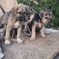 سگ پژدر توله