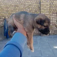 ۴توله سگ ژرمن شپرد به فروش میرسد