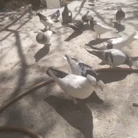 کفتر