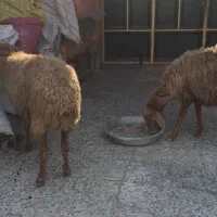 فروش میش حامله در بندر ماهشهر|حیوانات مزرعه|بندر ماهشهر, |دیوار