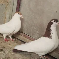 خالدم  سرخ|پرنده|چناران, |دیوار