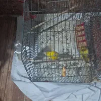 قناری|پرنده|برخوار, |دیوار