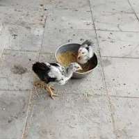 جوجه ۳ماهه