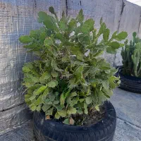 فروش گل های باغچه ای زیبا|گل و گیاه طبیعی|بابل, |دیوار