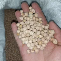 نخود درشت کوهین