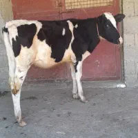 لیشه دورگ هولشتاین شیری گوساله ماده گاو