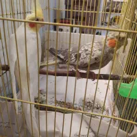 عروس هلندی نر و ماده|پرنده|لنگرود, |دیوار