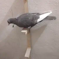 پلنگ|پرنده|کرمان, |دیوار