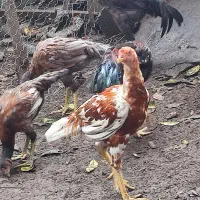 تخم مرغ لاری اصل