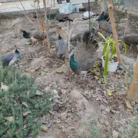 طاووس گم شده|حیوانات|یزد, |دیوار