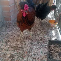 خروس|حیوانات مزرعه|ایلام, |دیوار