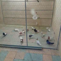 پرنده فروشی دوستان