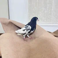 یک عدد چپ افشون جلو بسته عتیقه