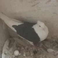 سیاه پلنگ کلاهی نر پریده با سیاه رسمی|پرنده|رفسنجان, |دیوار