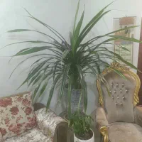 گل پاندانوس