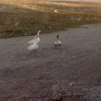 غاز محلی تخم گذار